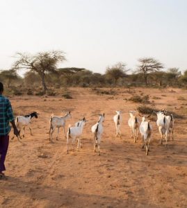 Vitufel Global Ventures advancing livestock farming through modern sustainable practices