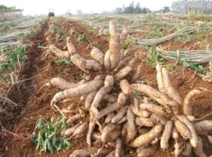 Vitufel Global Ventures innovative soil restoration solutions for sustainable agriculture development