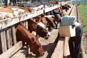 Veterinary care and disease management in modern livestock farming practices