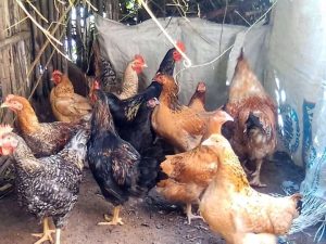 Modern poultry housing system supporting high-quality and profitable poultry farming