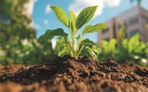Healthy crops growing on restored fertile soil using sustainable farming methods