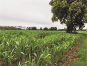 Healthy crops growing on restored fertile soil using sustainable farming methods