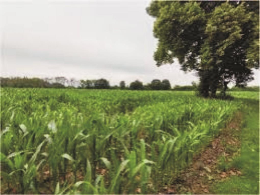 Innovative Soil Restoration Techniques for Sustainable Agriculture