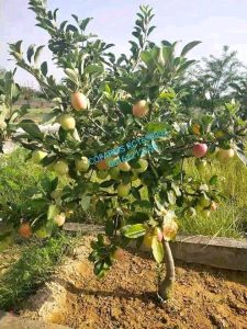 Crops thriving on restored fertile soil using sustainable farming methods