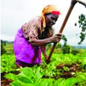 Farmers applying sustainable agriculture practices to improve livelihoods