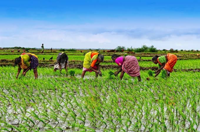 PalmGate Agriculture & Agribusiness